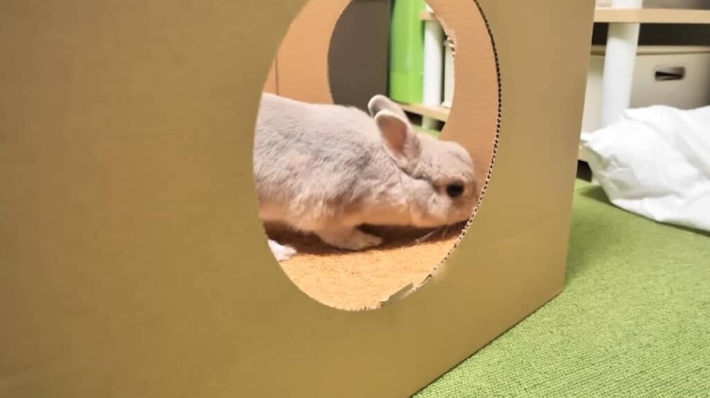 すぐにほりほりを開始するぽぽちゃん
