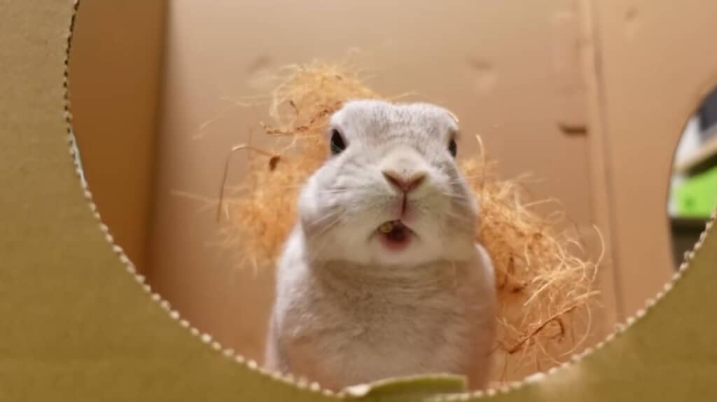 新しいおもちゃを使いこなすぽぽちゃん