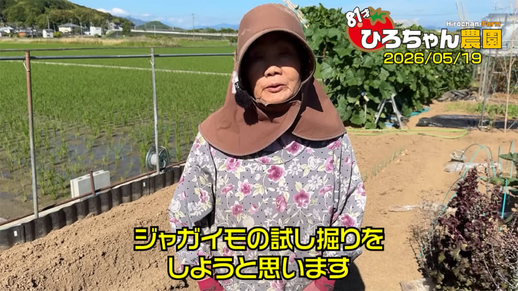 ジャガイモの試し掘りをしていきます