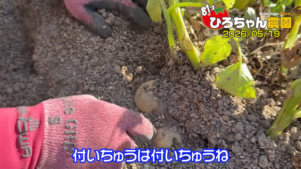 最初に掘ったキタアカリは少し小さめでした