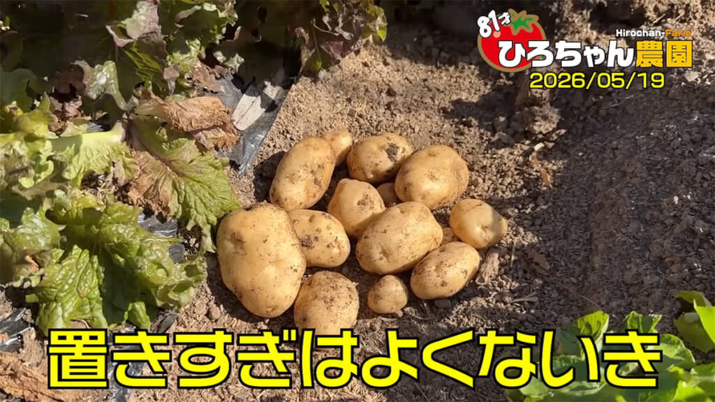 キタアカリは少しずつ掘っていくことに決まりました
