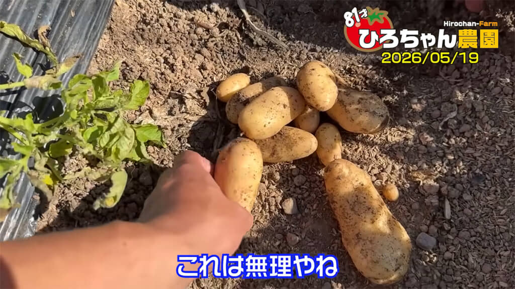 メークインもまだ掘るには早かった様子