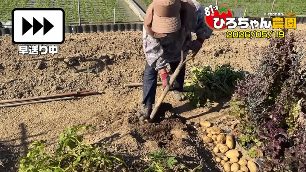 再度キタアカリを掘ると……