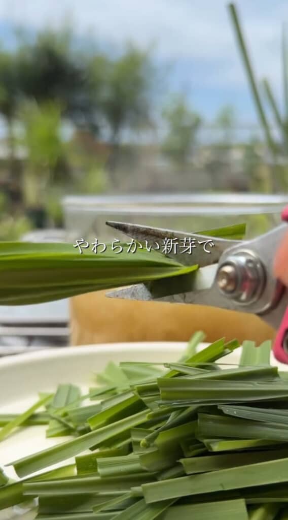 レモングラスの新芽をカット