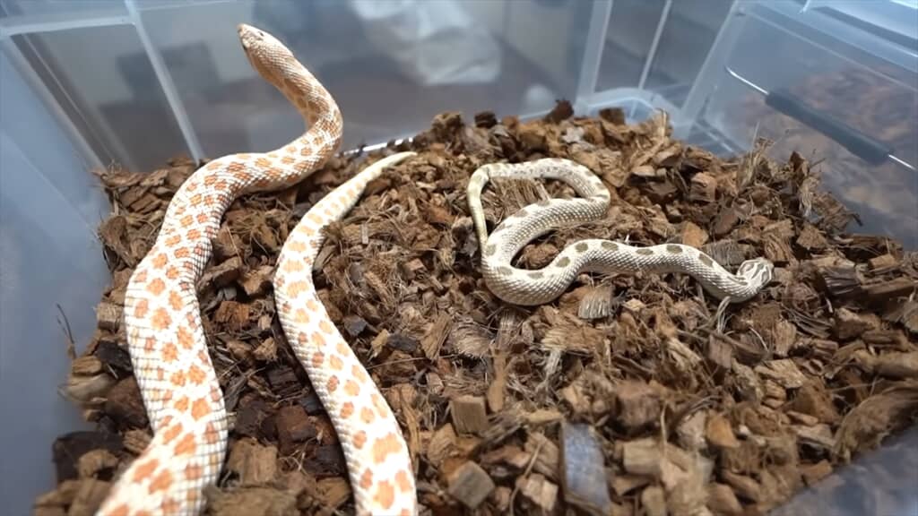 セイブシシバナヘビの繁殖