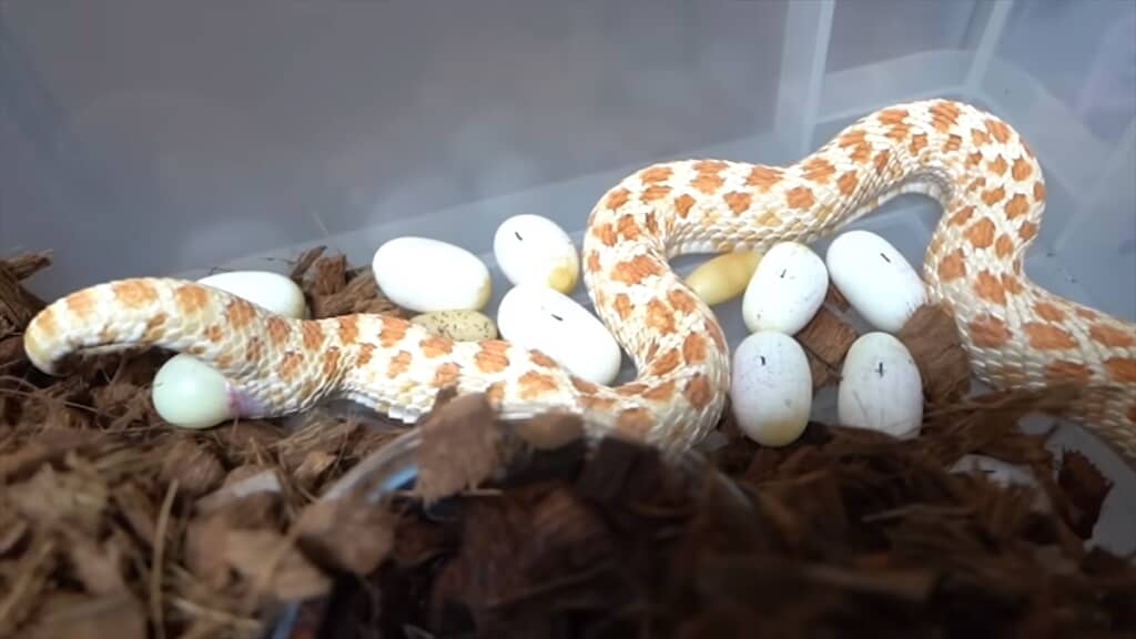 セイブシシバナヘビの卵