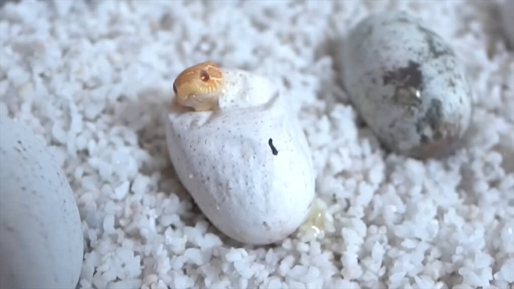 セイブシシバナヘビのアルビノの赤ちゃん