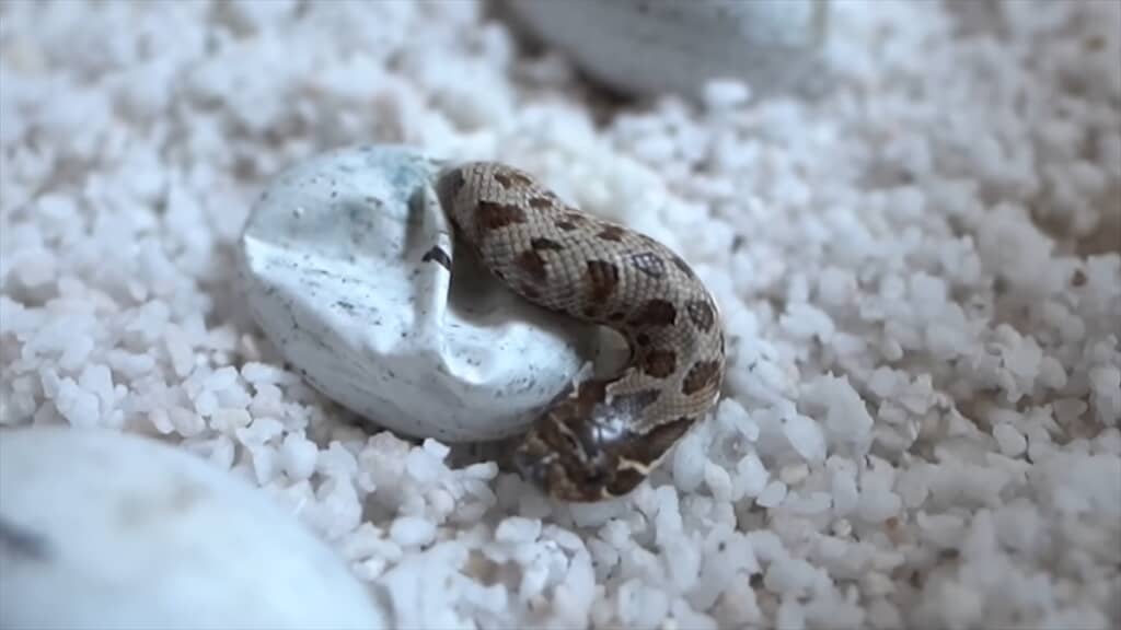 セイブシシバナヘビの赤ちゃん