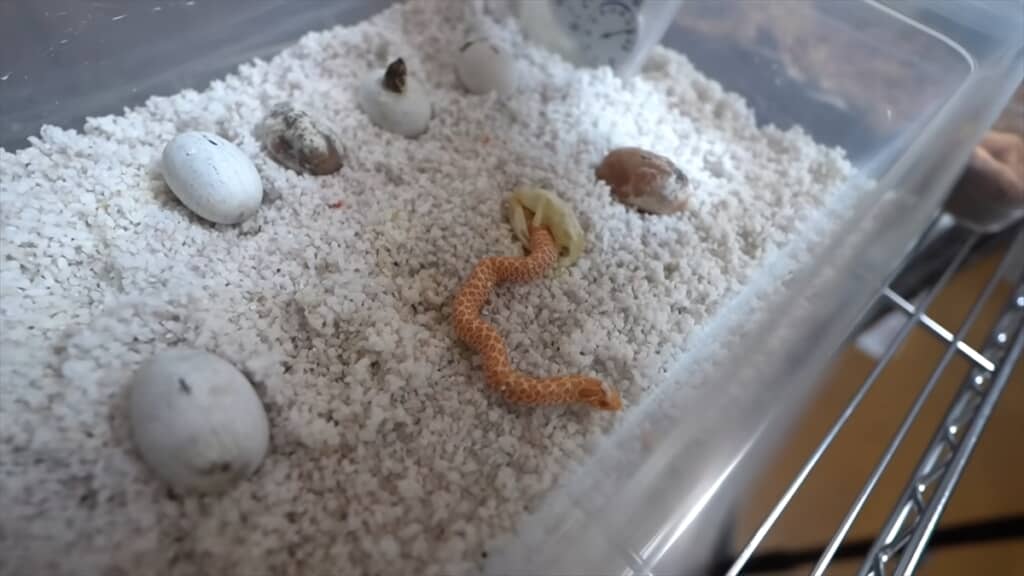 セイブシシバナヘビのアルビノの赤ちゃん