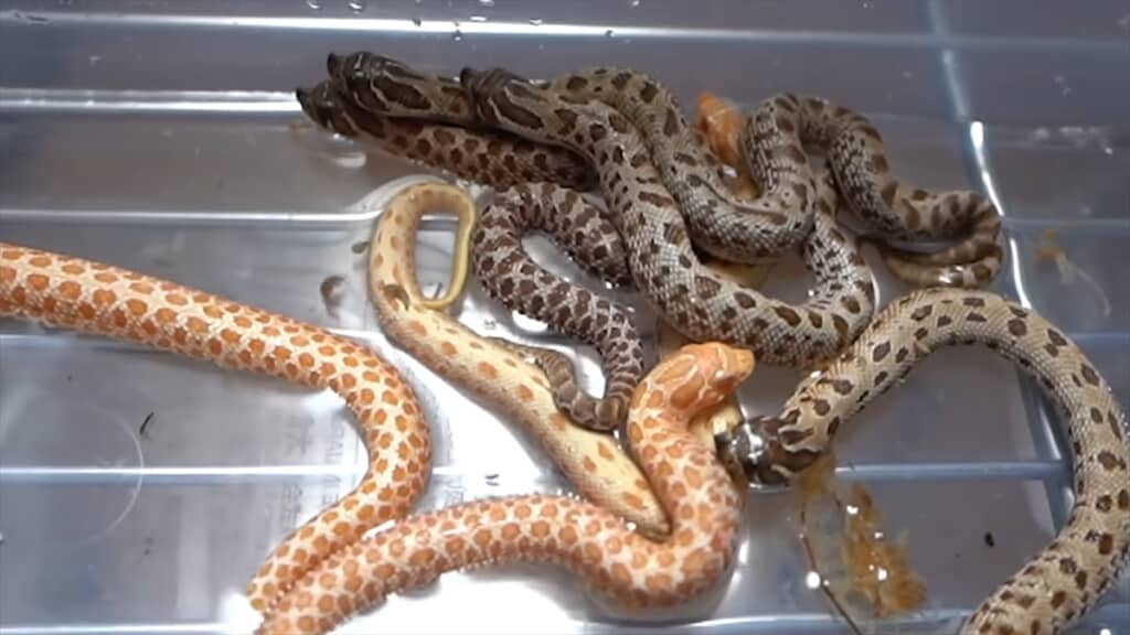 セイブシシバナヘビの赤ちゃん