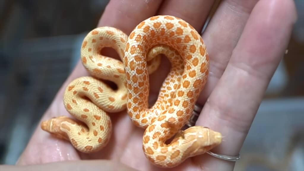 セイブシシバナヘビのアルビノの赤ちゃん