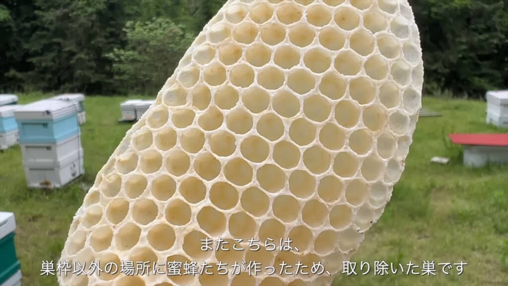 ミツバチの巣を溶かして天然の蜜蝋を作る
