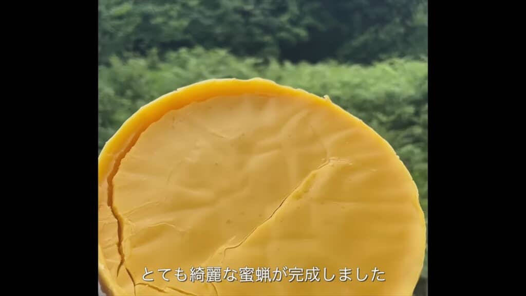 ミツバチの巣を溶かして天然の蜜蝋を作る