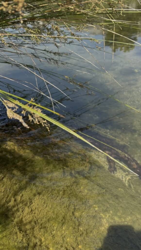 なにかがいますね
