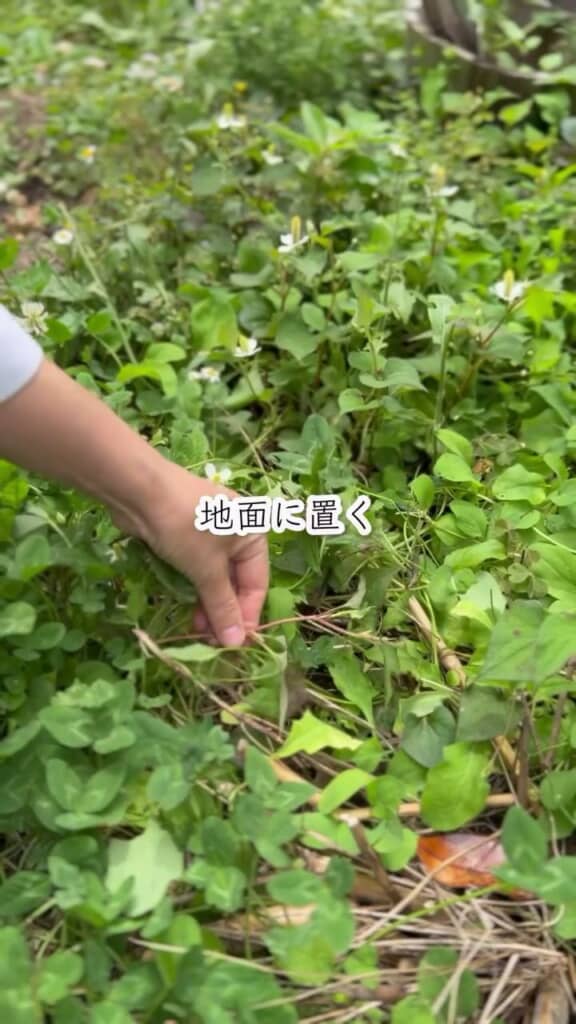 カットしたドクダミの地上部をその場に置く
