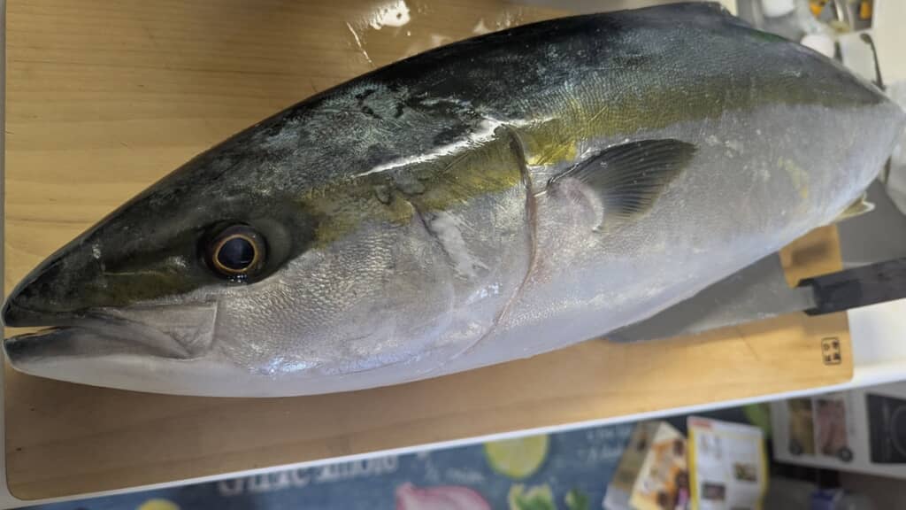 大きなハマチ