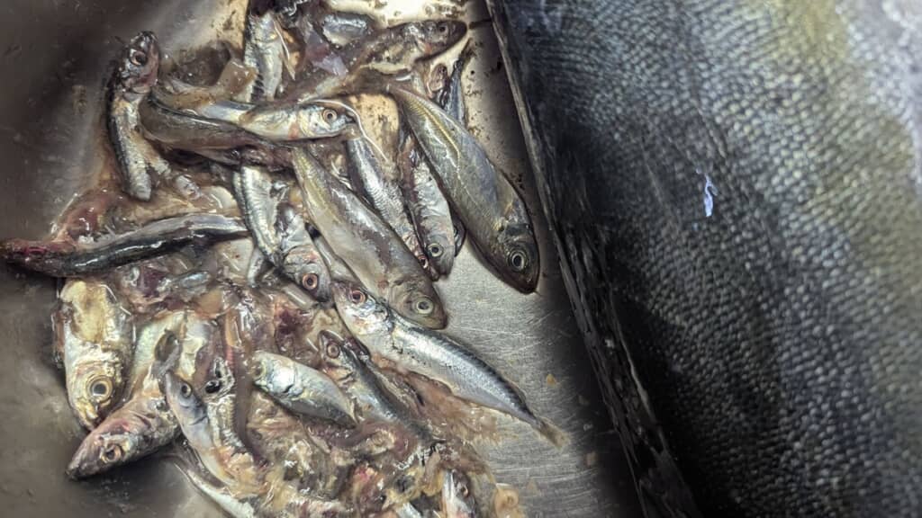 ハマチの体内から出てきた20匹ほどの小魚