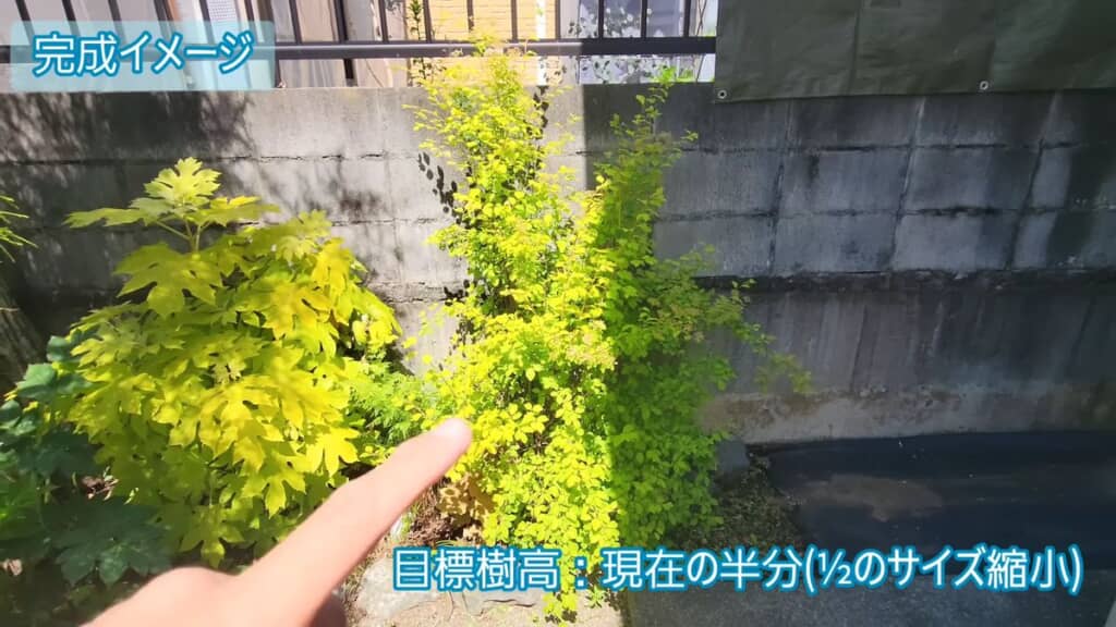 剪定を行うコデマリ