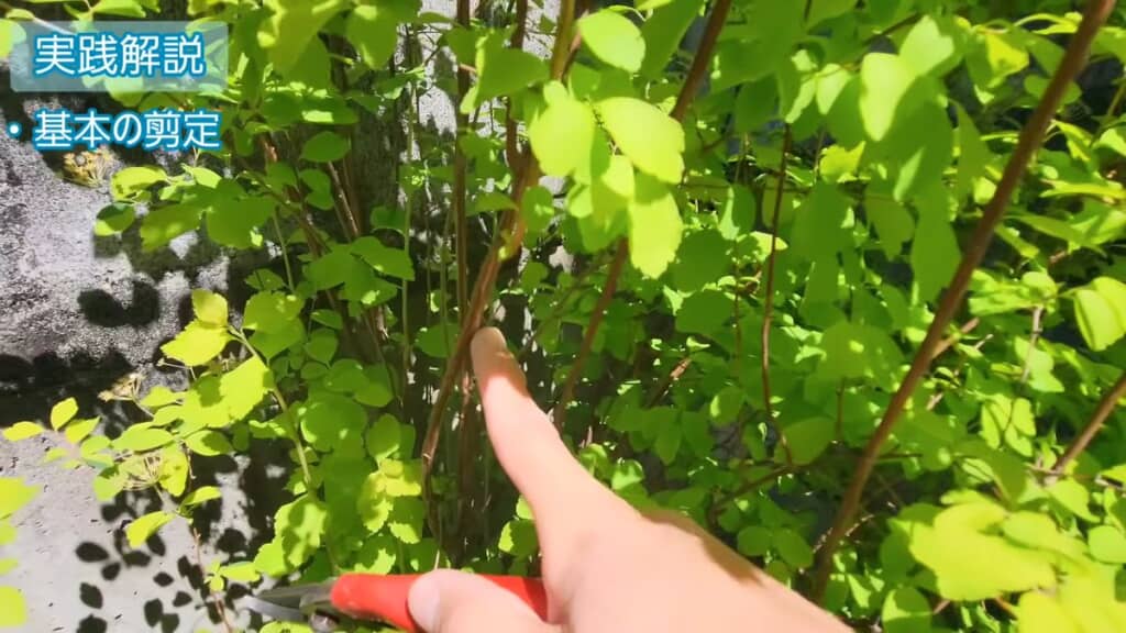 枝の付け根を探す
