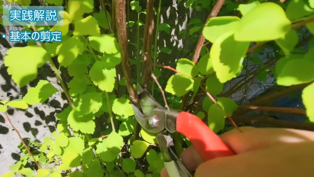 枝の付け根