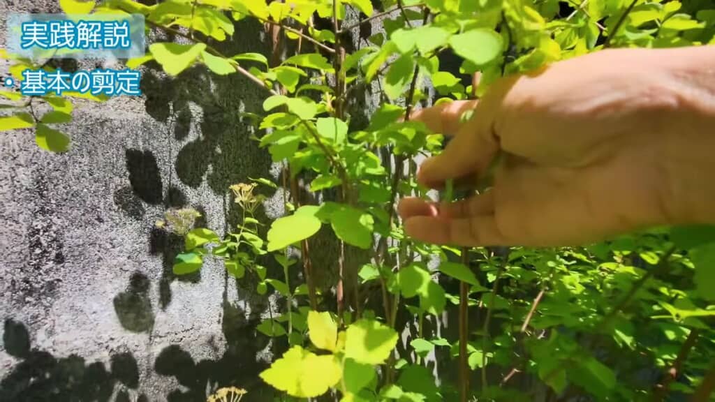 切らずに残す細い枝