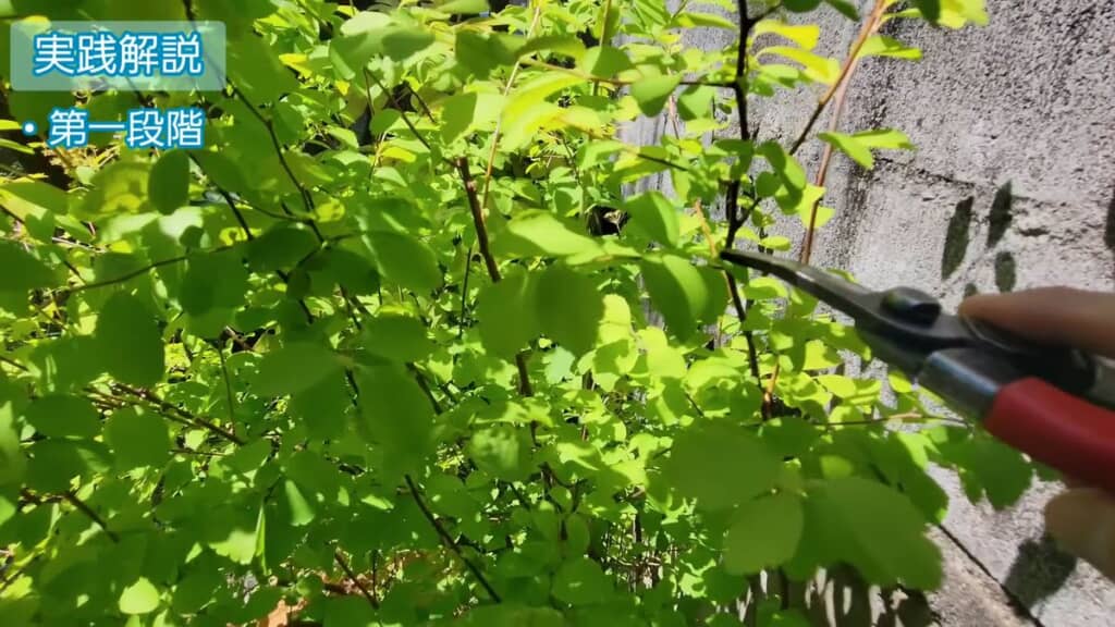 枝を分かれ目の部位で切る