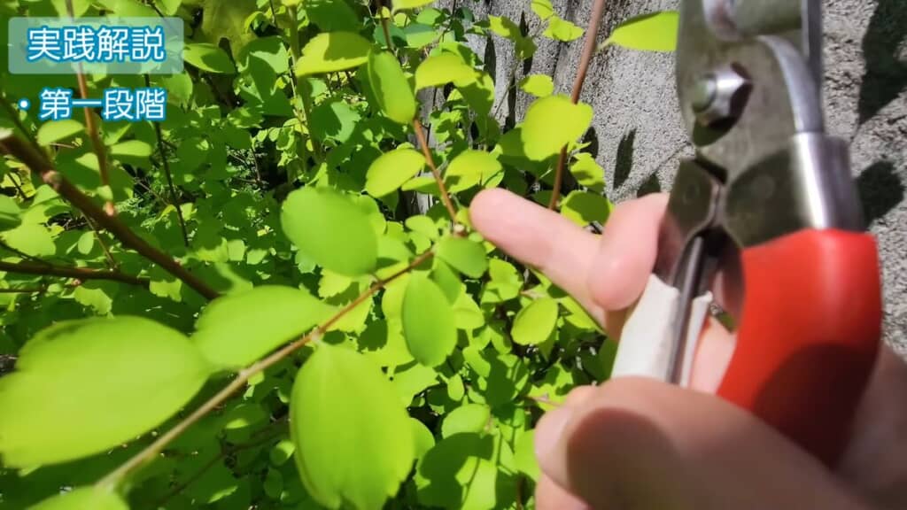 分かれ目で切った枝