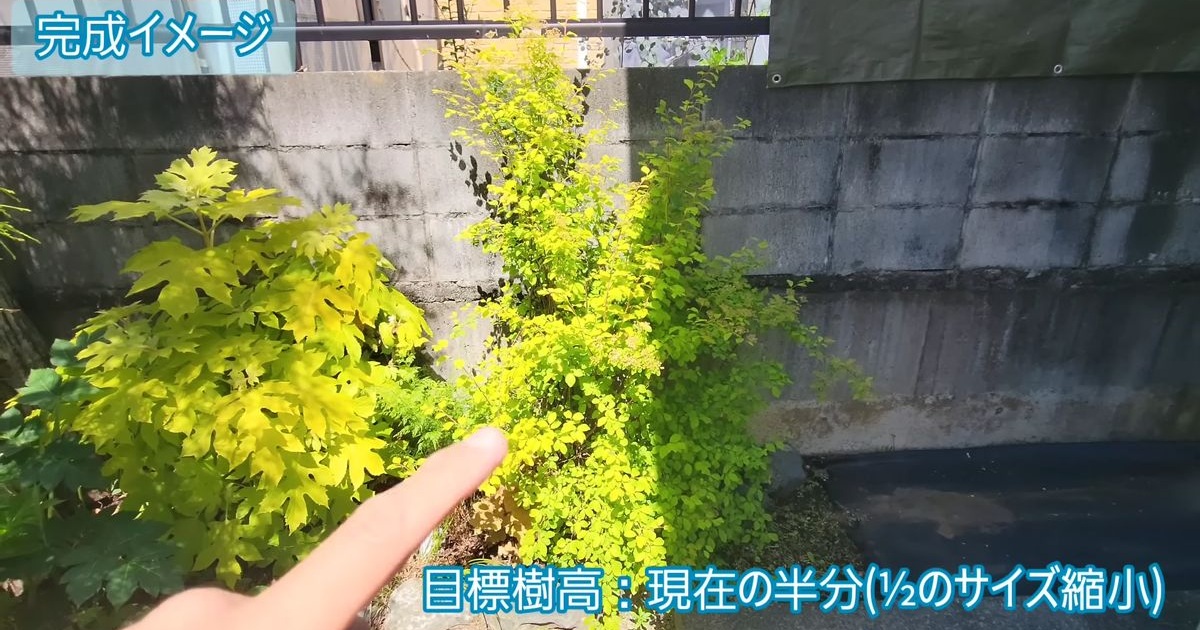 花が終わったコデマリ、プロが剪定すると…… 見違える変化に「華やかだけど落ち着いて見えます」(1/3) | ライフスタイル ねとらぼ