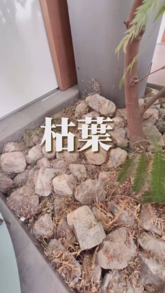 容赦なく降り積もる枯葉たち