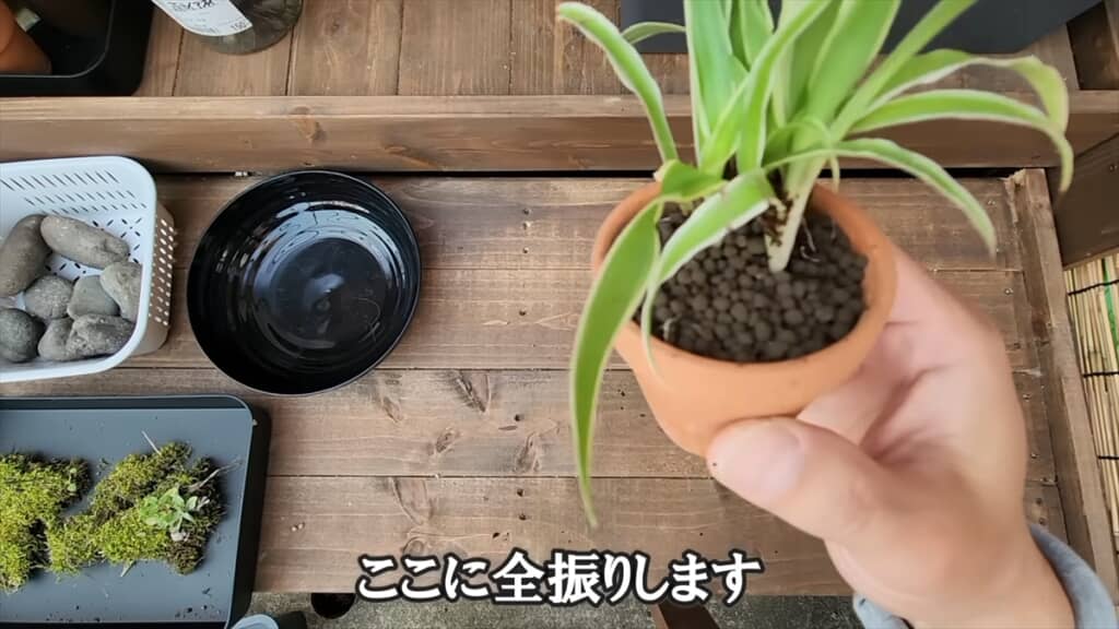 ダイソーの収納ボックスで作る簡単ビオトープ