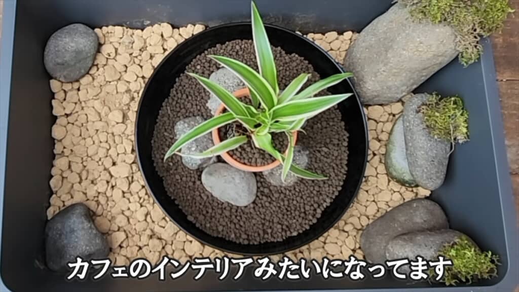 ダイソーの収納ボックスで作る簡単ビオトープ