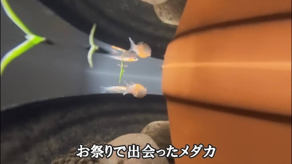 ダイソーの収納ボックスで作る簡単ビオトープ