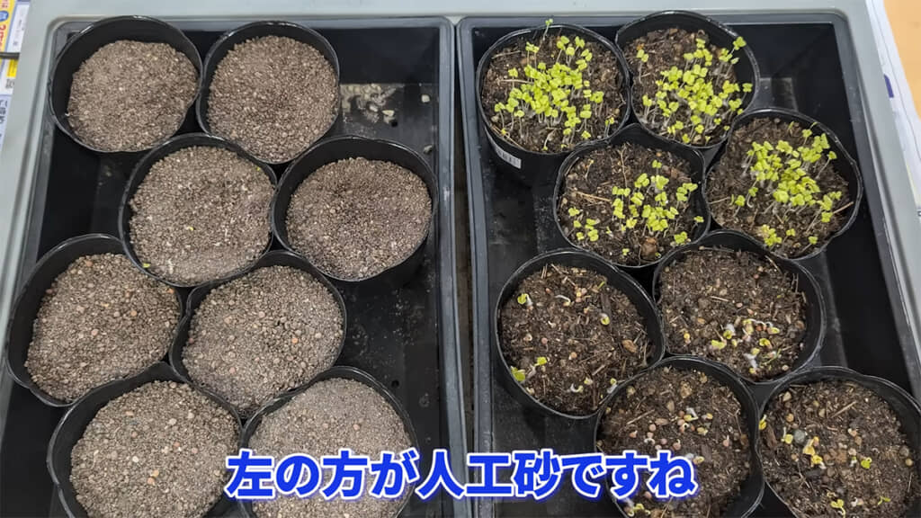 左が人工砂、右が普通の土です