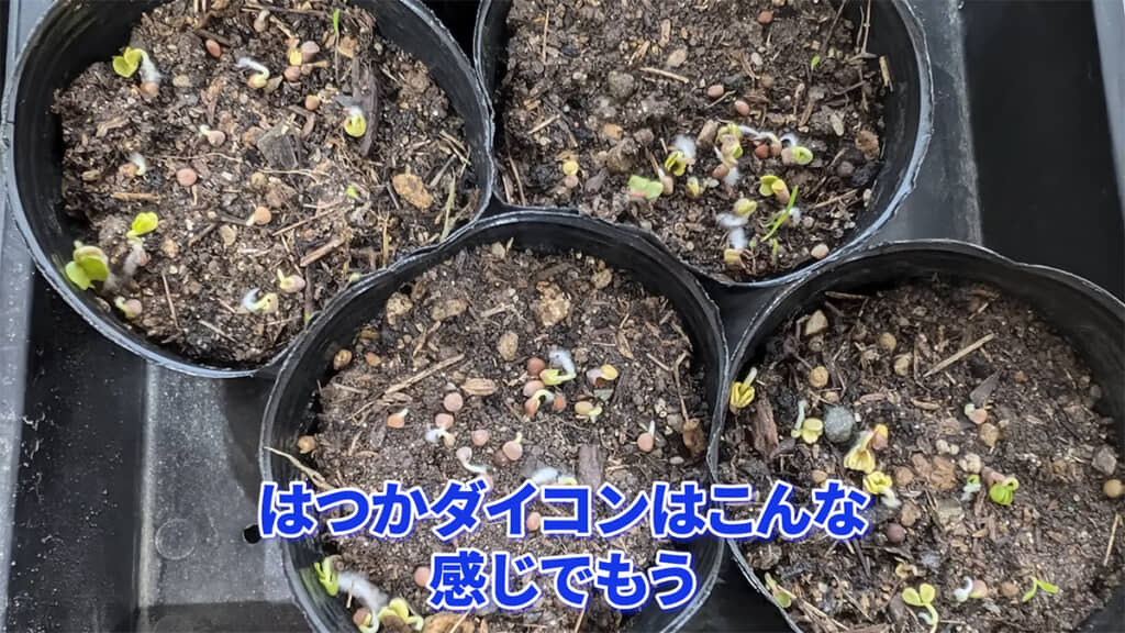 普通の土のハツカダイコンはかなり発芽していますが