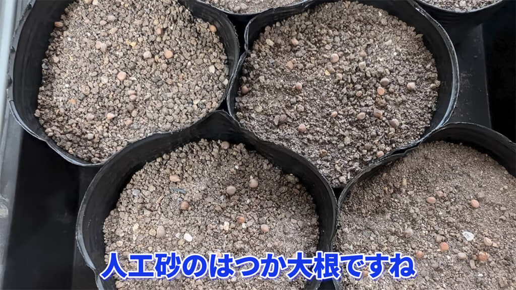 人工砂では一切発芽していませんでした