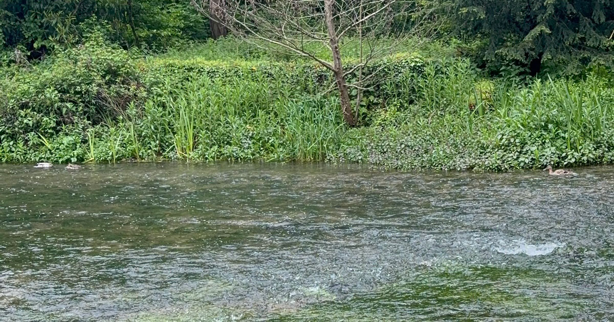 川辺に遊びに行ってみたら……　一列に並ぶ“まさかの生き物”に「初めて見ました」「おとぎ話の世界っ」（1/2） | その他生き物 ねとらぼ