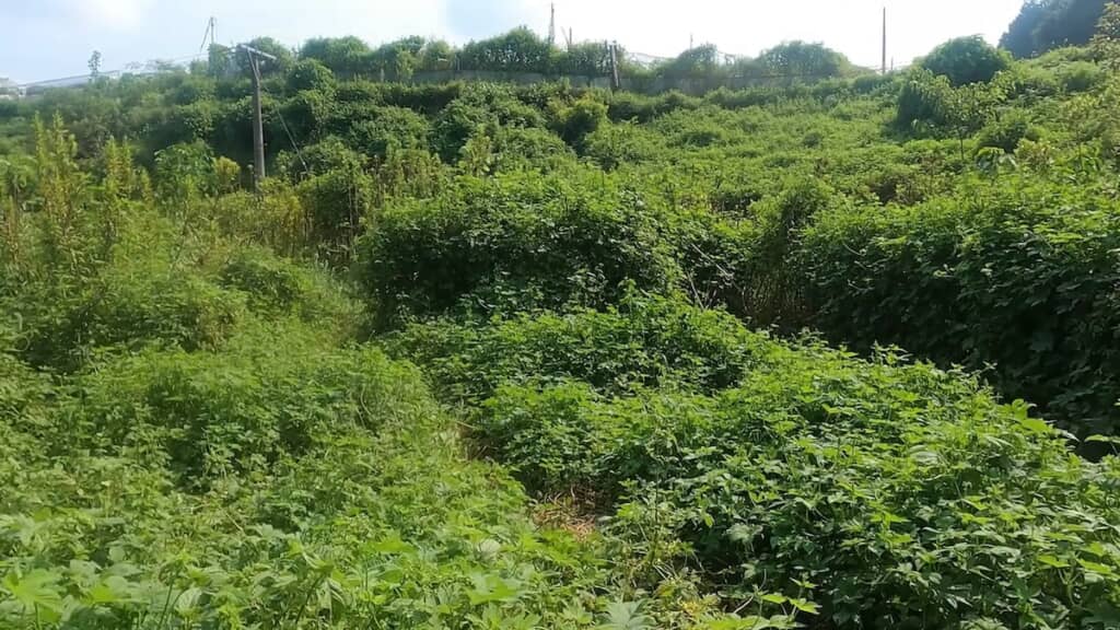 雑草が生い茂る山の中の耕作放棄地