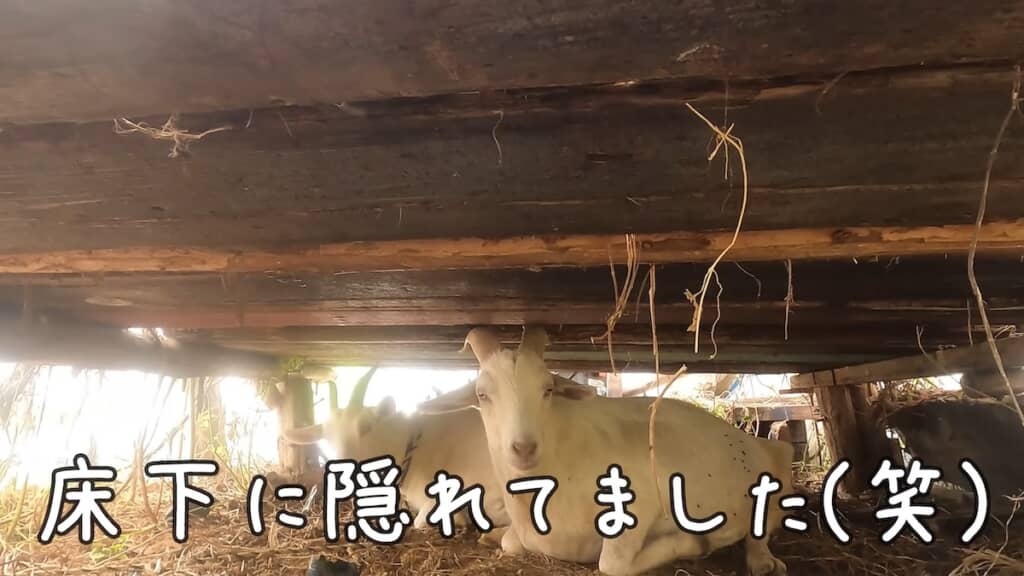 なぜか小屋の床下に隠れているヤギたち