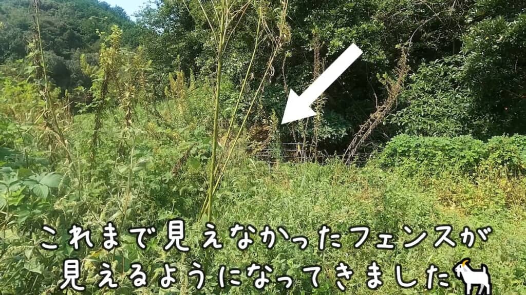 開始2週間、フェンスが見えるくらい除草が進んでいます