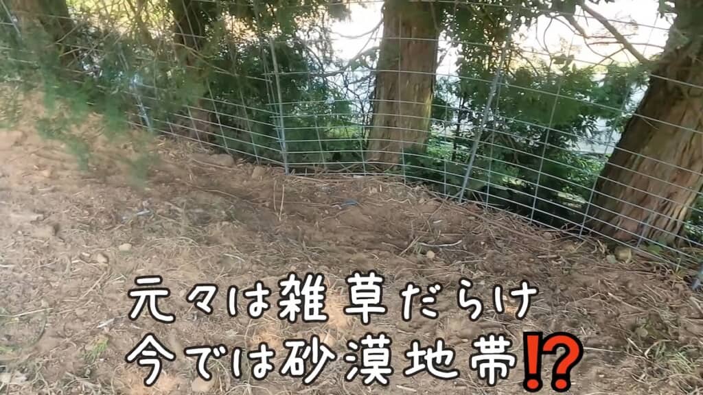 この場所も以前は雑草だらけだったのだとか。ヤギの除草パワーを感じる光景