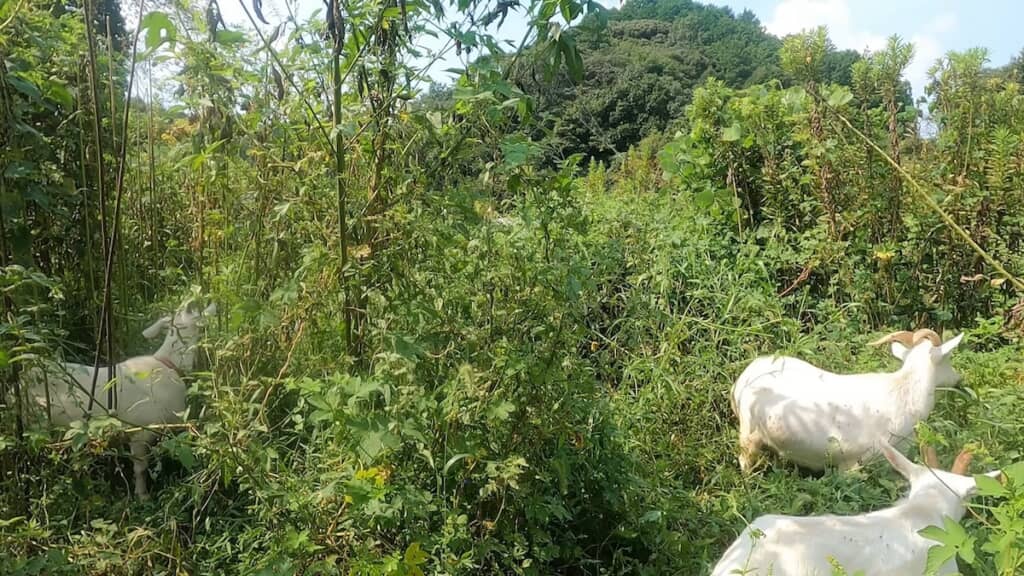 ヤギたちの仕事風景