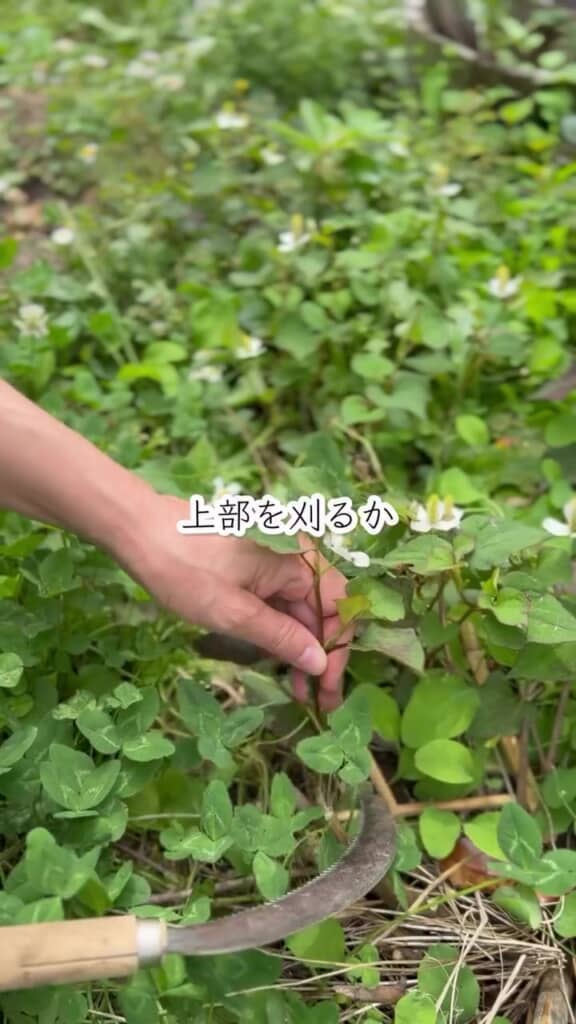 上部を刈るか