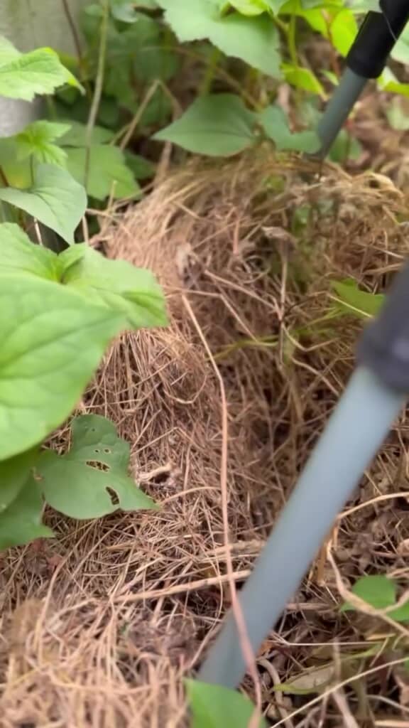 「草マルチ」ができあがっていました