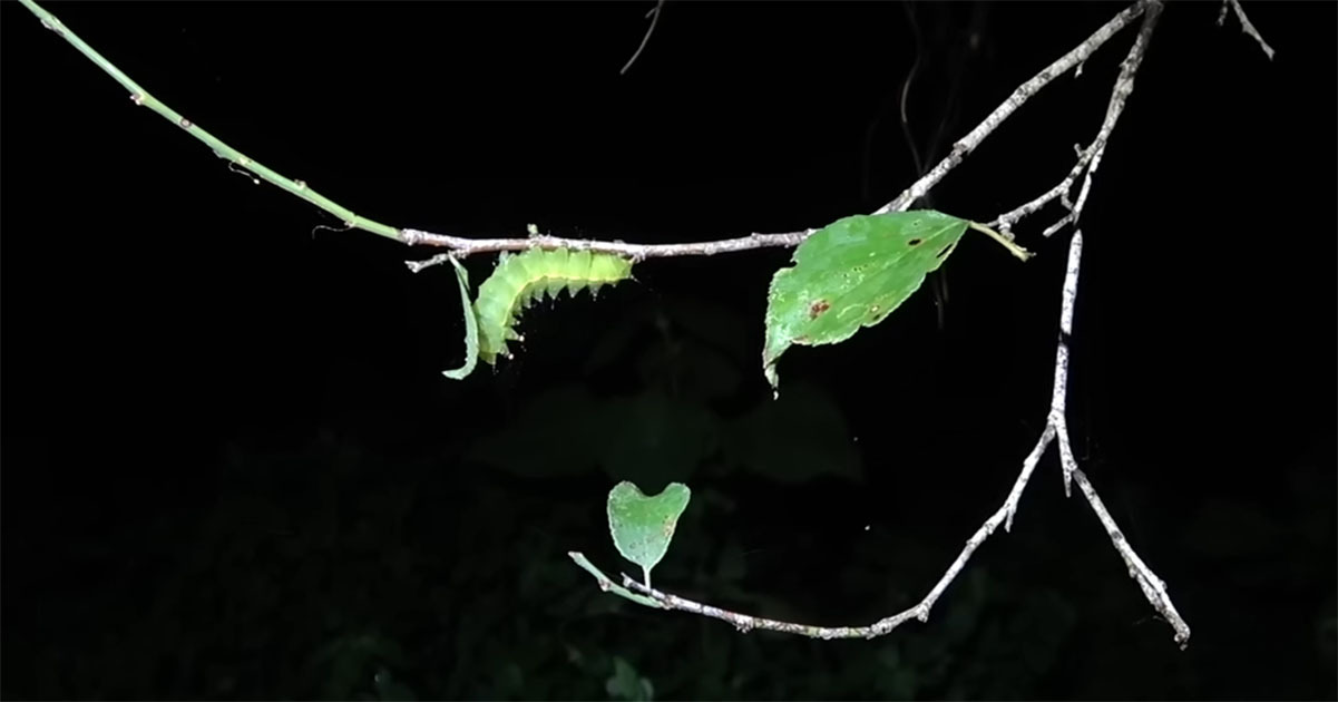 森で出会った“とんでもない昆虫”→9カ月育てたら…… 感動の結末に「おめでとうございます!」「生命の神秘ですね」(1/3) | その他生き物 ねとらぼ