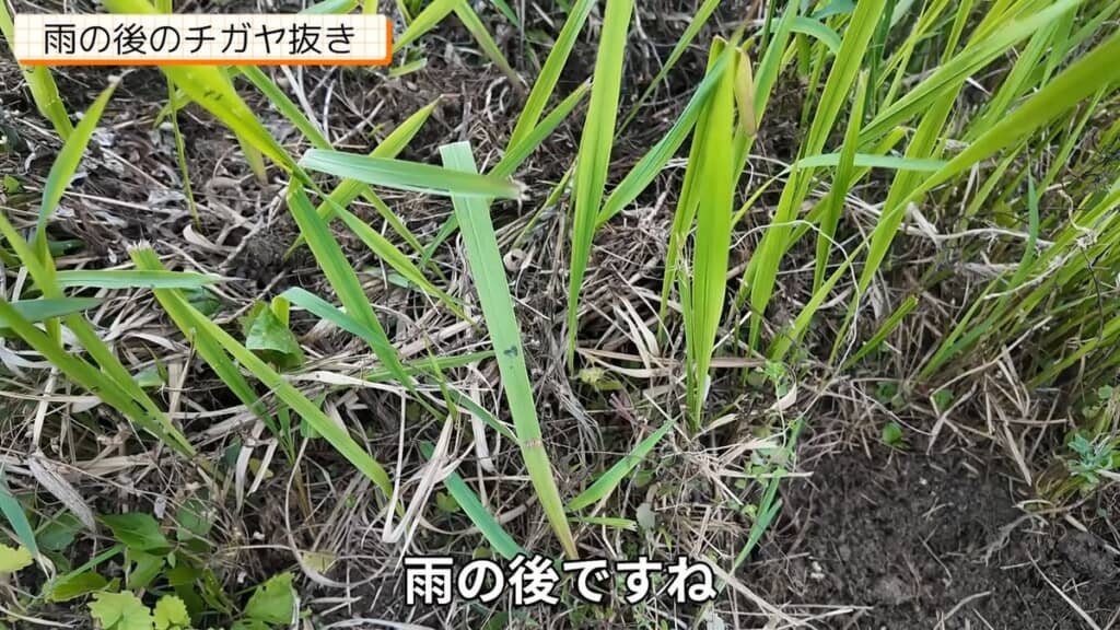 雨により黒くなった土から生えているチガヤ