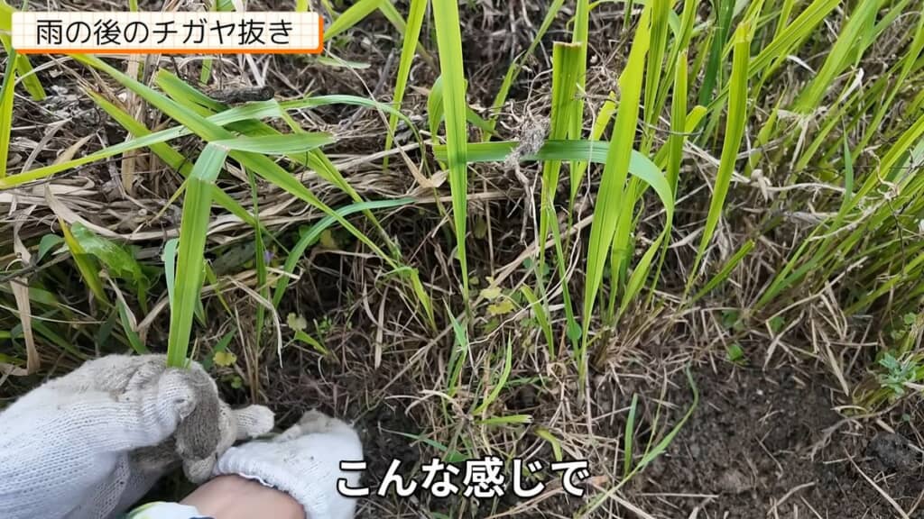 チガヤの株元をつかんでゆっくり引っ張る
