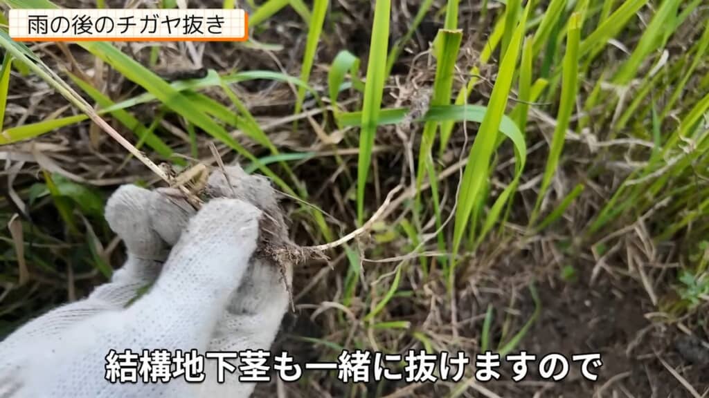 引き抜けたチガヤの地下茎