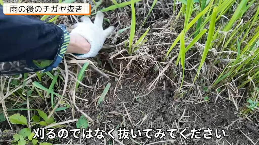 チガヤの数が減った