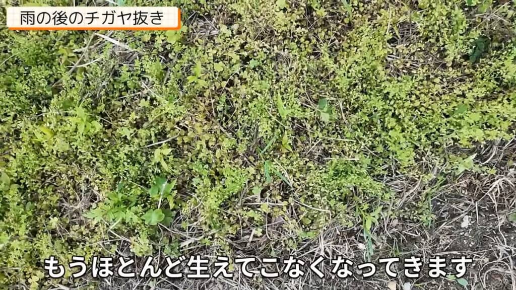 冬場に掘り上げてチガヤがほとんどなくなったエリア