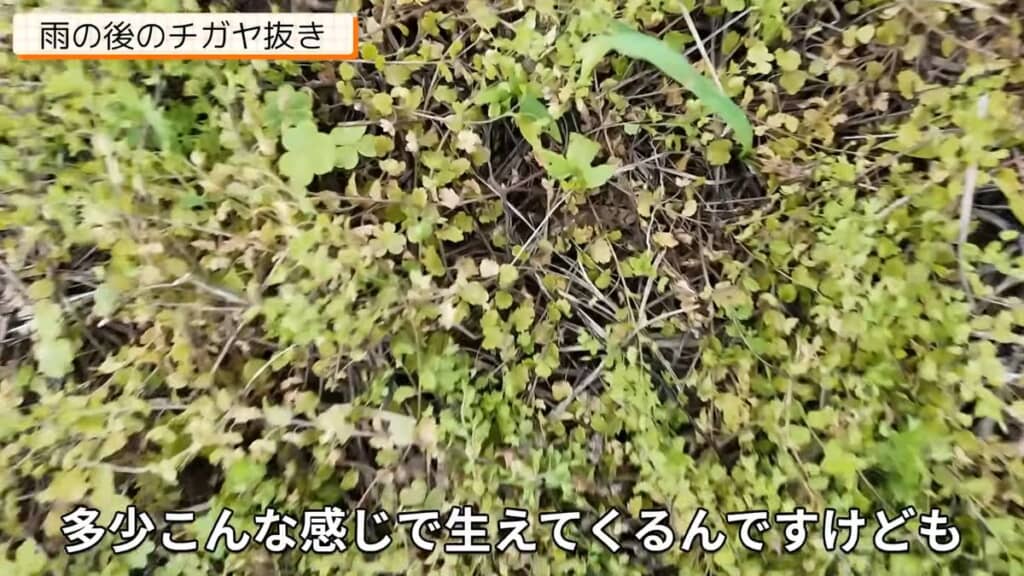 画面上方に映っている1本のチガヤ